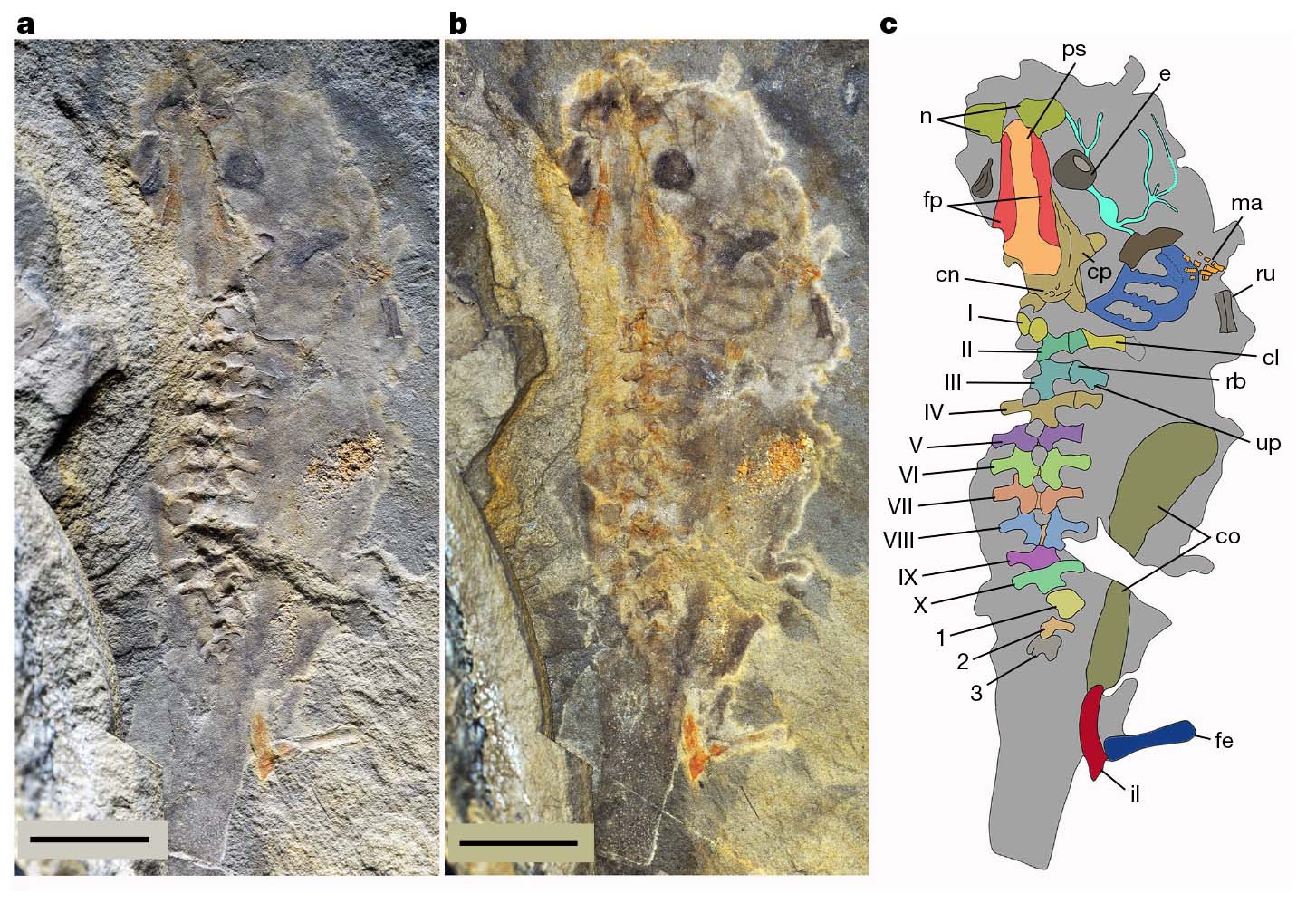 Large Fossil Breaks File as The International’s Oldest Tadpole