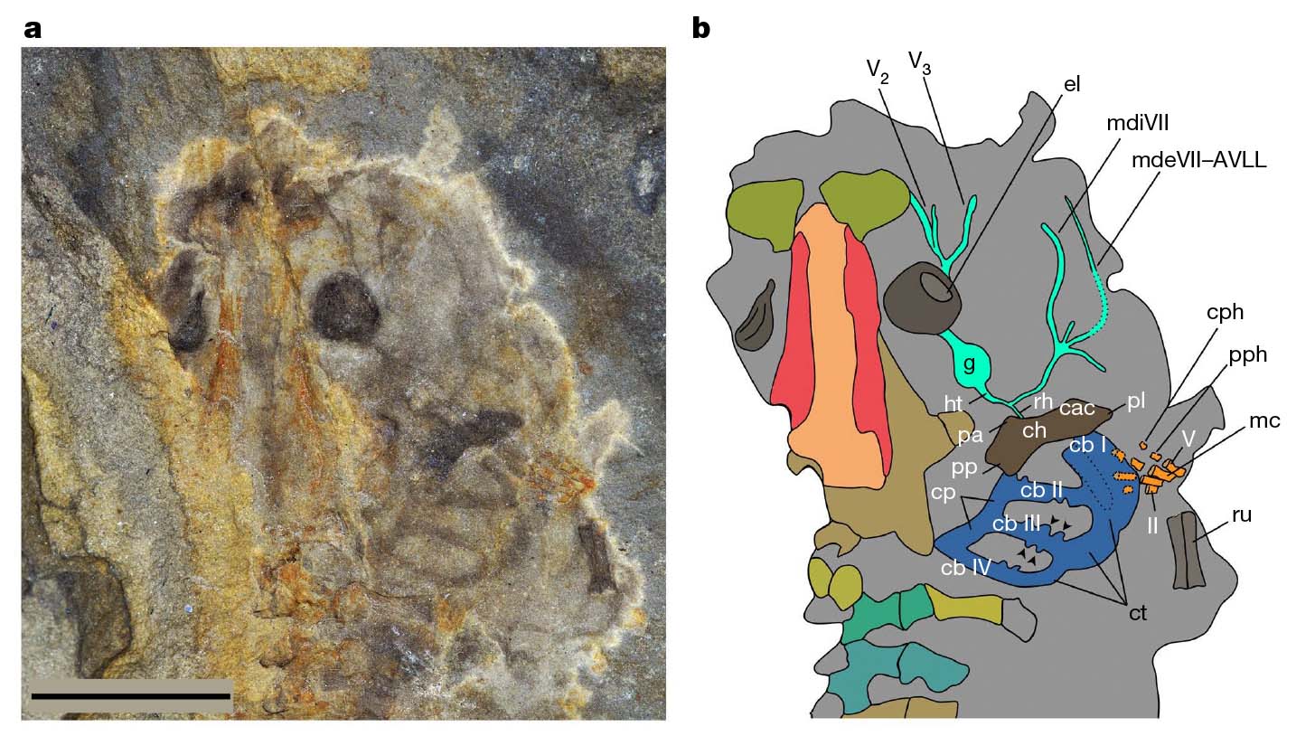 close crop of the tadpole fossil photo showing just the head, and then a diagram version with labels for body parts.