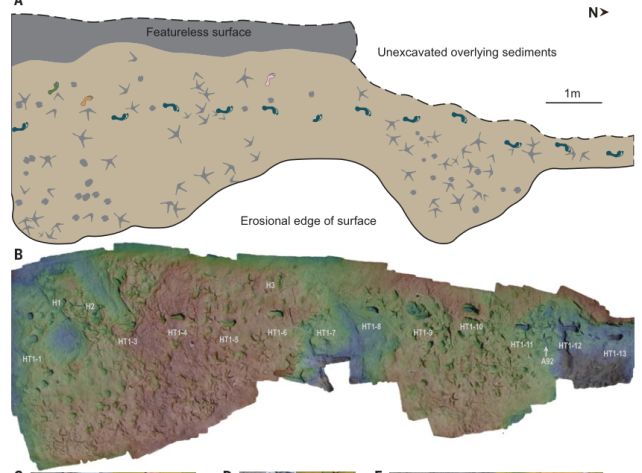 At Least Two Species of Human Ancestors Coexisted in The Turkana Basin 1.5 Million Years Ago