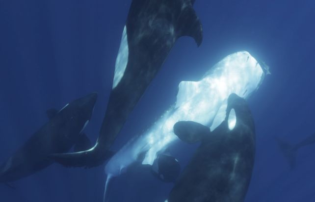 Orcas Have Developed Techniques to Hunt The Biggest Fish in The Ocean