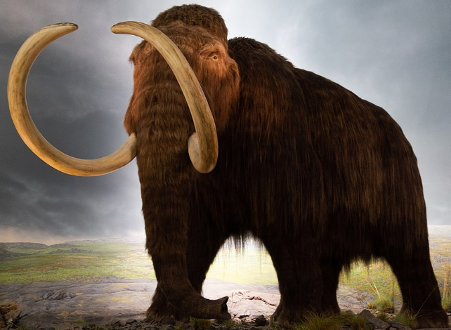 woolly mammoth