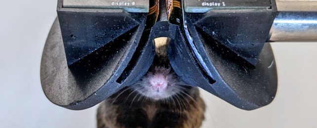 Scientists Have Created VR Goggles For Mice And They're Adorable