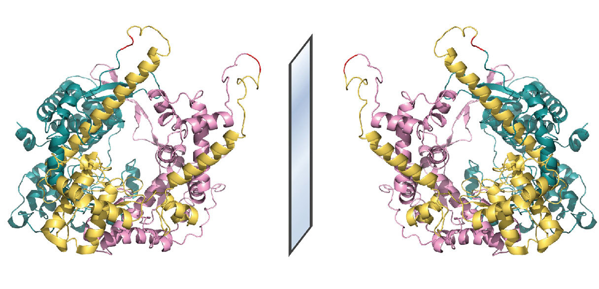 illustration showing the coiled colourful structure of an enzyme reflected on either side of a mirror in the center.