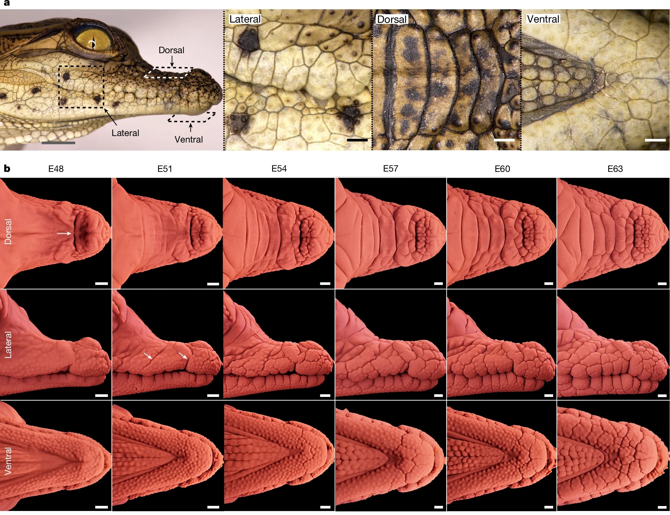 Study Reveals Surprising Force Behind Crocodiles’ Bizarre Head Scales : ScienceAlert