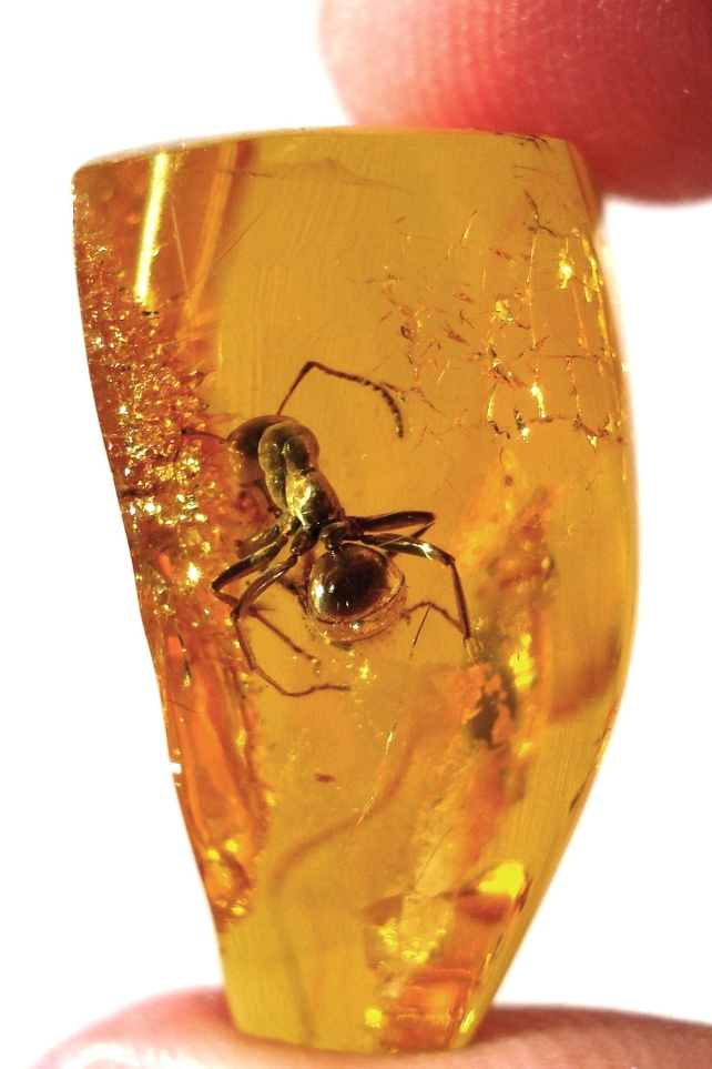 An ant inside a block of amber