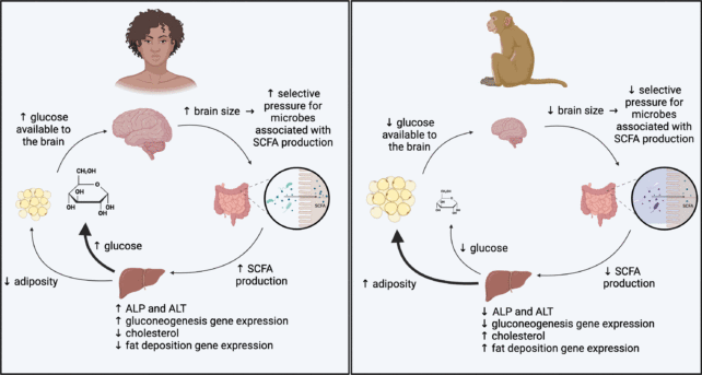 BrainSizeFueledByMicrobiomeTypesInPrimates e1734337568561