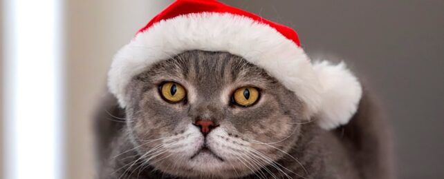 Cat in Santa Hat