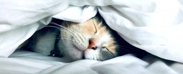 Cat Sleeping Under Doona