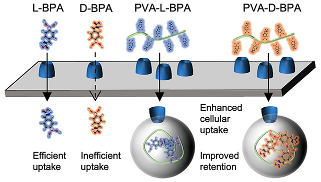 PVA study