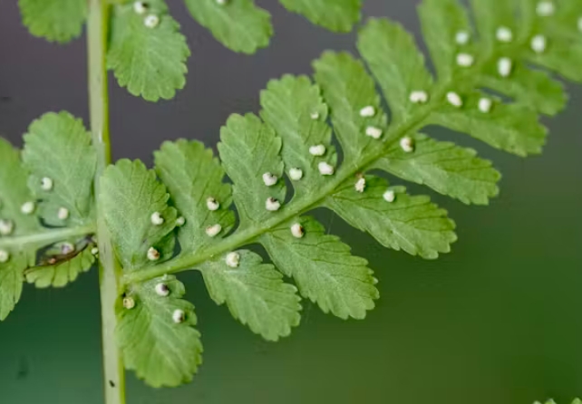 small fern