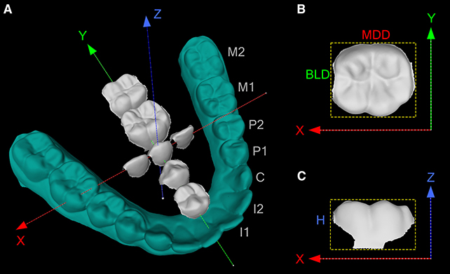 Gene Inherited From Neanderthals Influenced The Form of Our Tooth