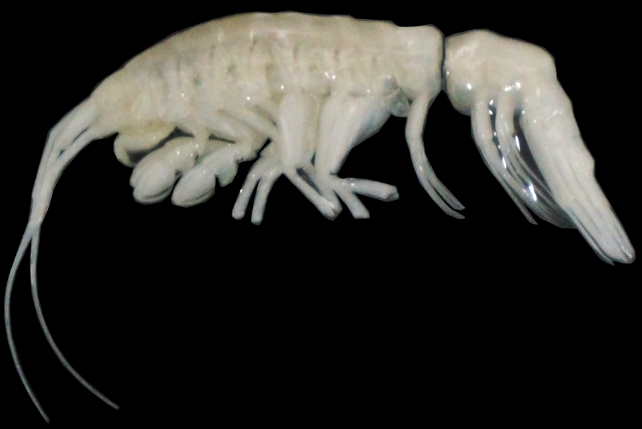 A spooky white shrimp like creature