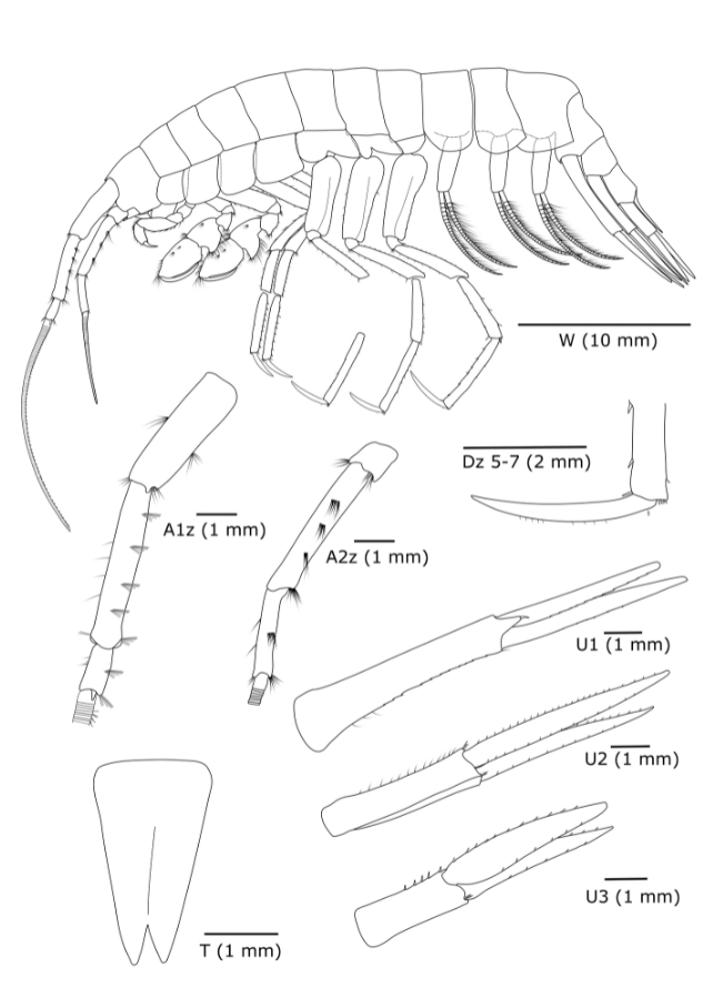 Illustrations of parts of the new species