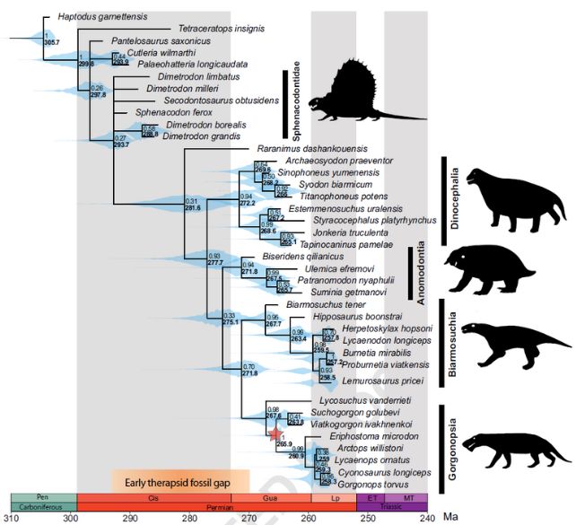 Evolutionary tree of early mammalian ancestors