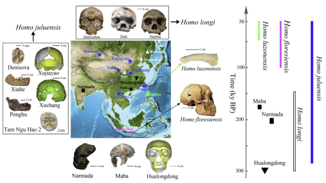 'Large Head People': Mysterious New Form of Ancient Human Emerges ...