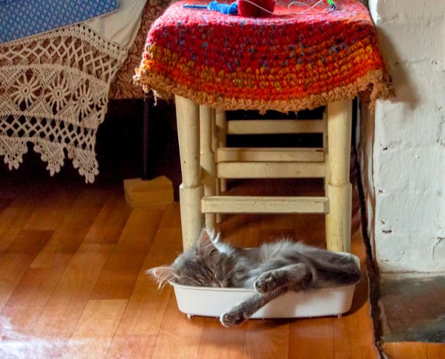 Fuzzy grey kitten lying sprawled in a kitty litter box