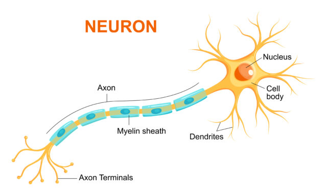 Neuron Anatomy