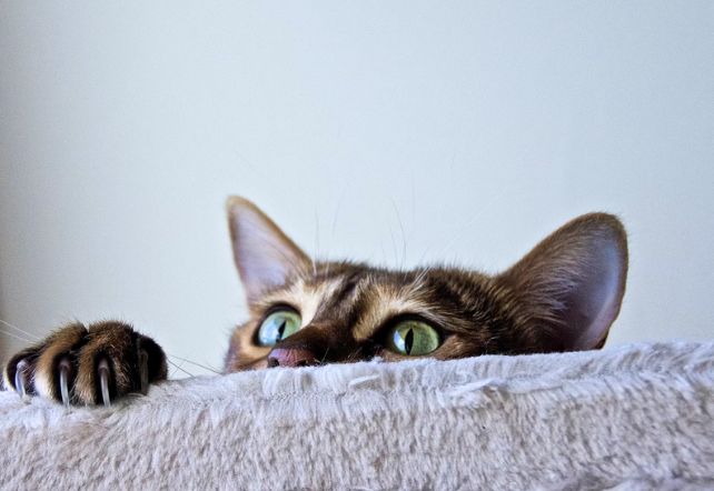 Green cat eyes peaking over fluffy object