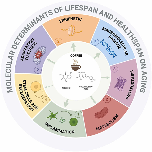 Health wheel