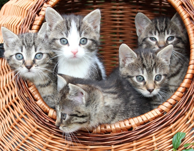 Kittens in an basket