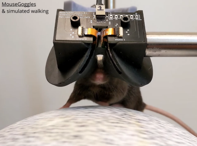 Scientists Have Created VR Goggles For Mice And They are Lovely