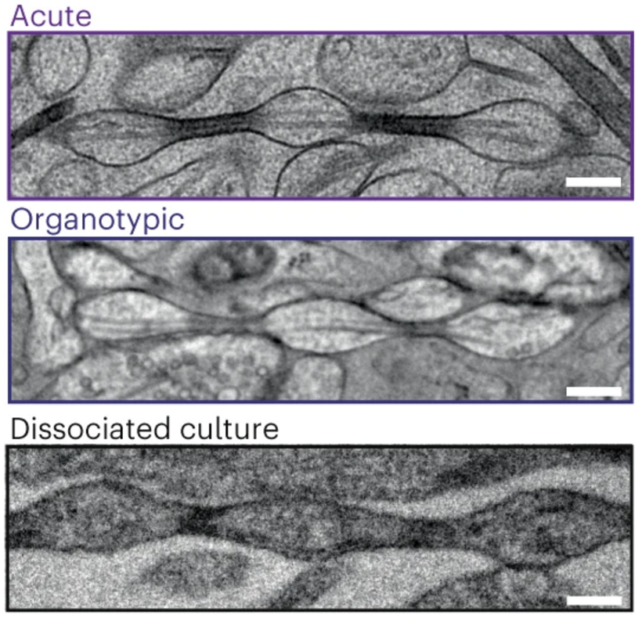 Mouse Tissue Culture