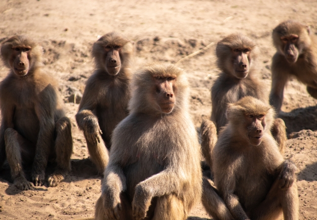 How Zoo Animals Behaved During Pandemic Closures