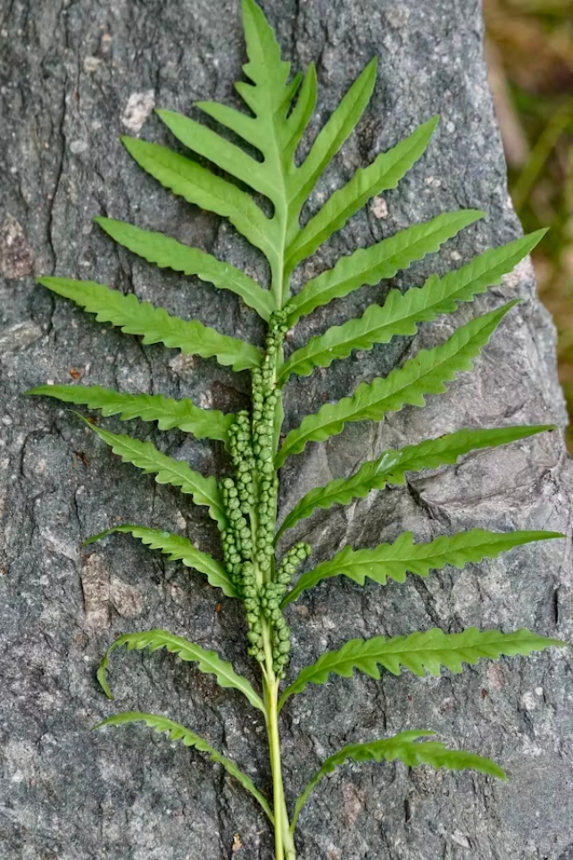 Fern leaf