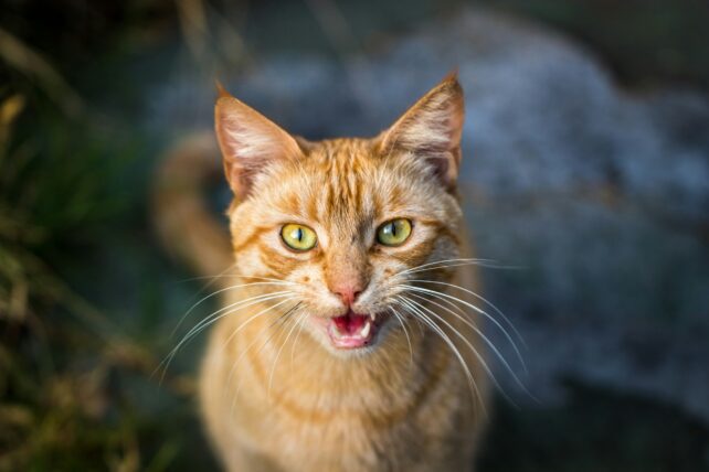 Orange cat looking up and meowing