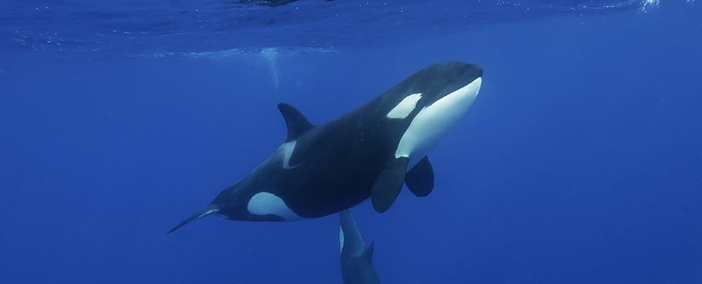 Orcas Are Wearing Dead Salmon as Hats, And Scientists Are Stumped