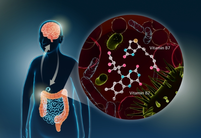 Graphic of human gut-brain connection and B vitamins