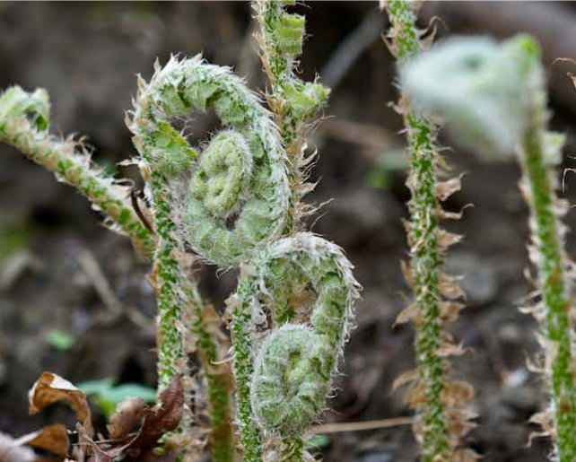 Curly looking fern