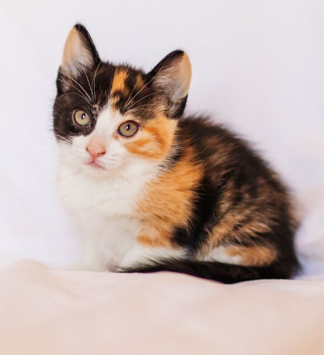 Red black and white calico kitten