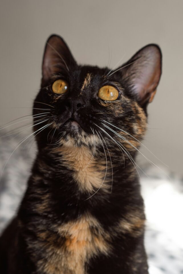 tortoiseshell cat with orange marbled through black fur