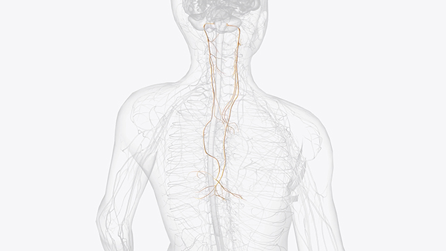 Vagus Nerve Stimulation Presentations Lasting Results in Other folks With Serious Melancholy