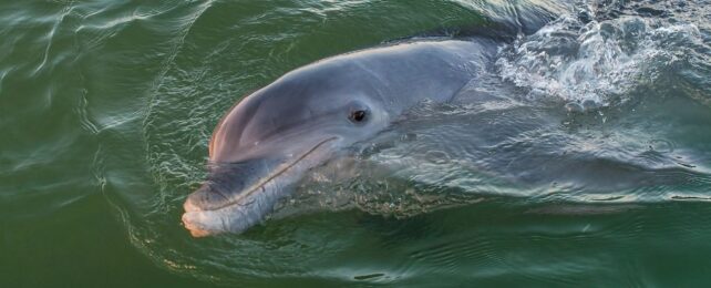 Dolphins in Gulf of Mexico Are Now Testing Positive For Fentanyl