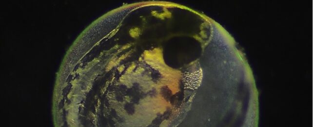 A zebrafish embryo