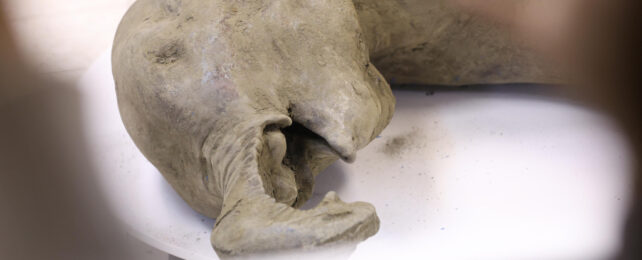 close up of the head of a mummified baby mammoth