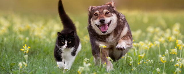 cat and dog running in a field