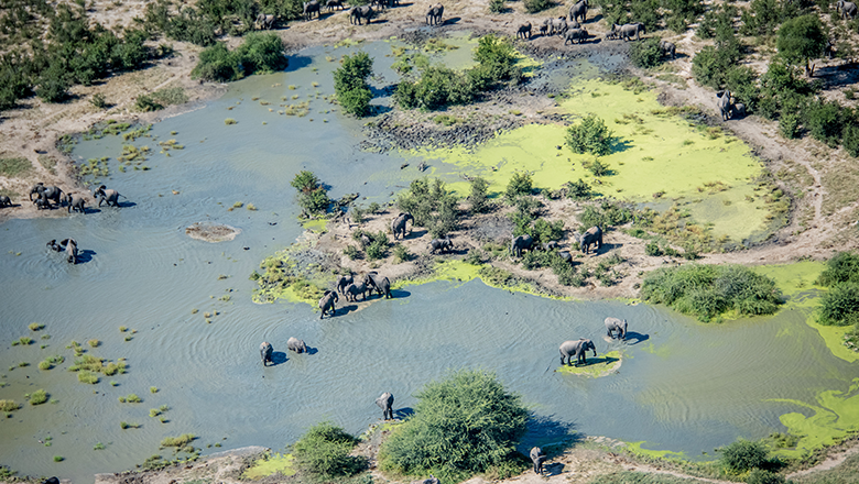 Elephatns at a waterhole in Botswana