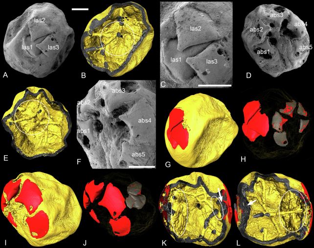 Tiny Fossilized Embryos Expose Shocking Main points of Existence Part a Billion Years In the past