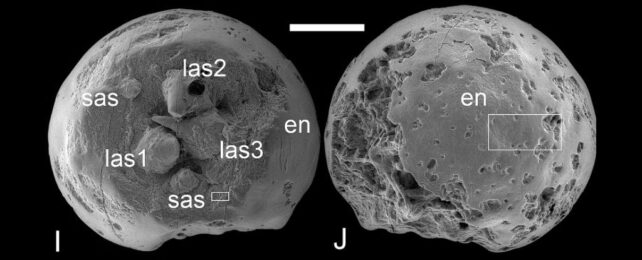 Tiny Fossilized Embryos Reveal Stunning Details of Life Half a Billion Years Ago