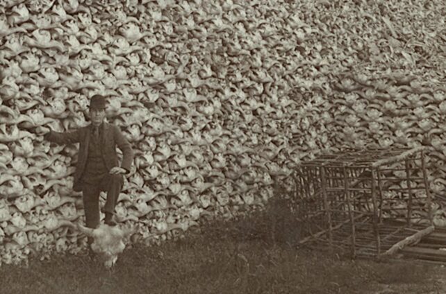 Man standing before a wall of buffalo skulls in black and white.