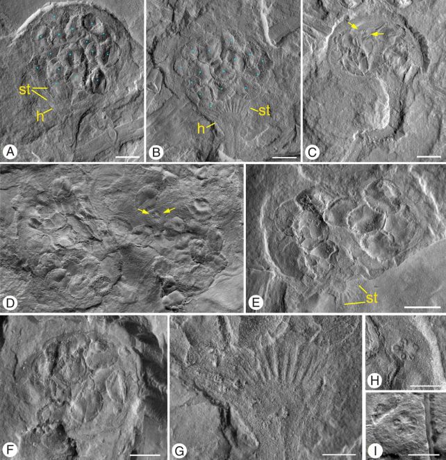 Mysterious 'Alien Plant' Fossil Is Even Weirder Than We Thought It Was