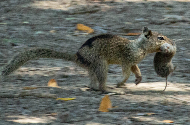 ground squirrel with a vole