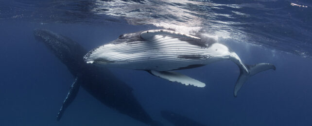 Humpback whale underwater