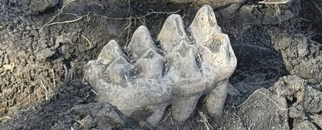 among soil and rubble is a giant fossilised tooth with cuspate ridges in a 4x2 arrangement on their surface