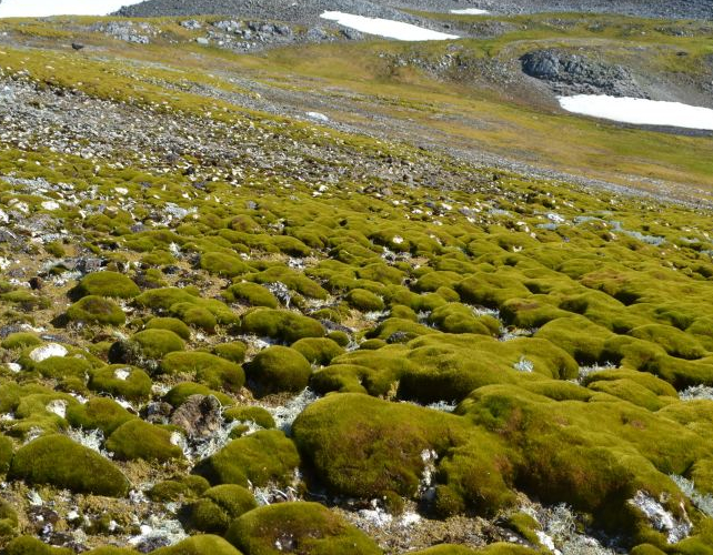 Striking Satellite Images Show Antarctica 10 Times Greener Today Than 35 Years Ago