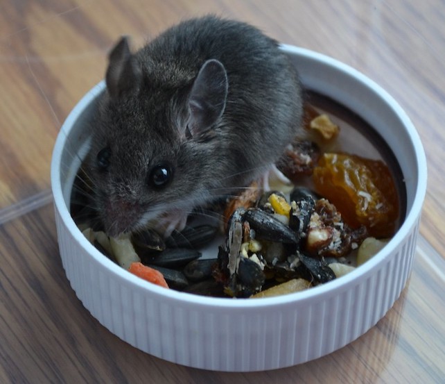 a mouse eating