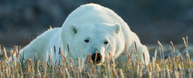 resting polar bear